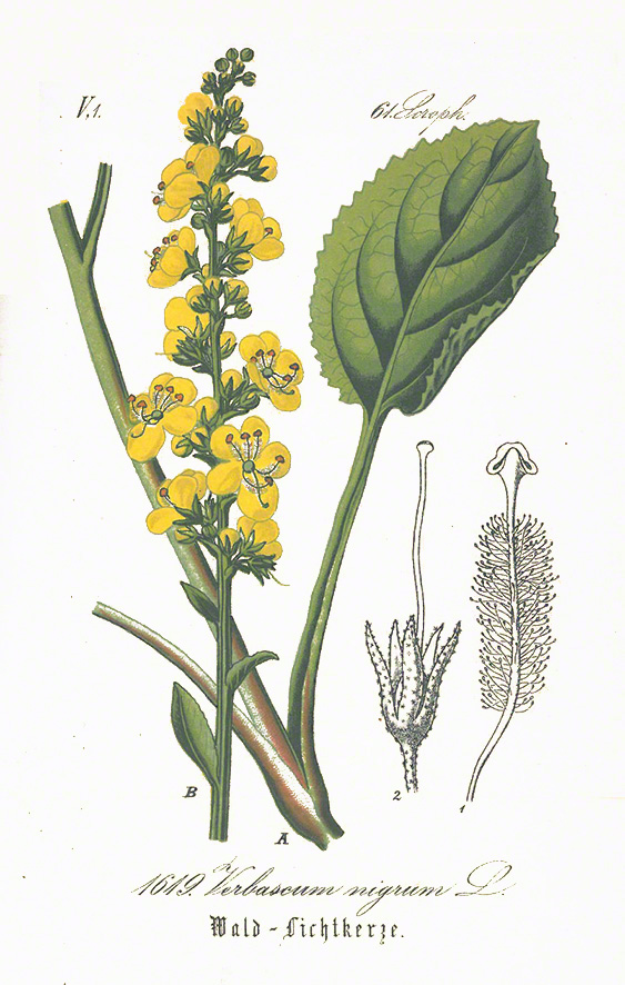 Königskerze