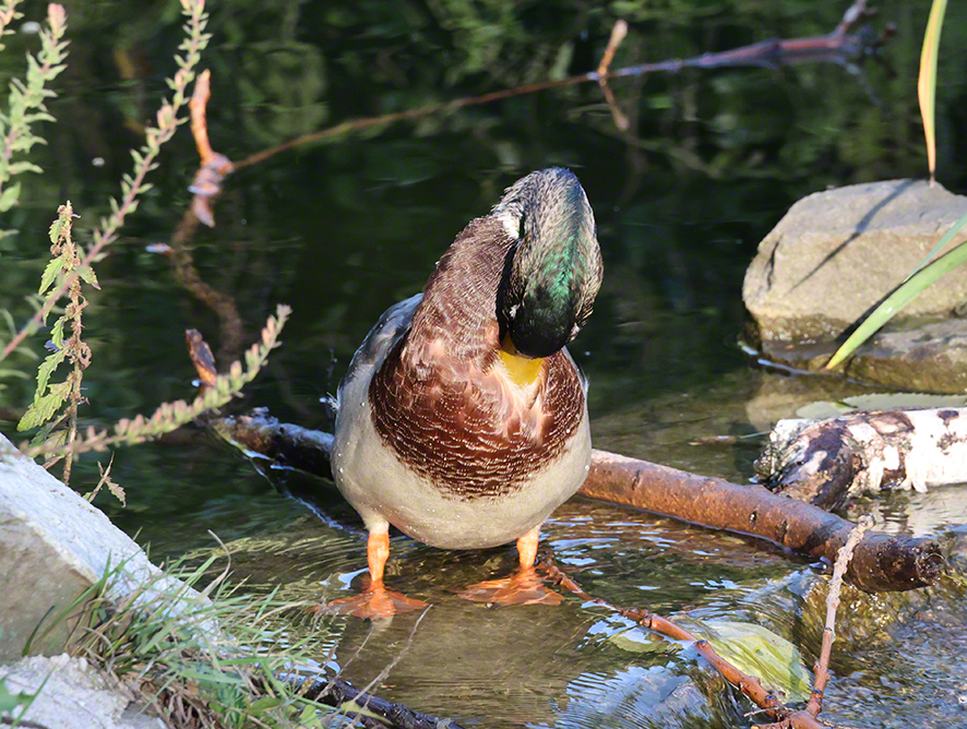 Stockente