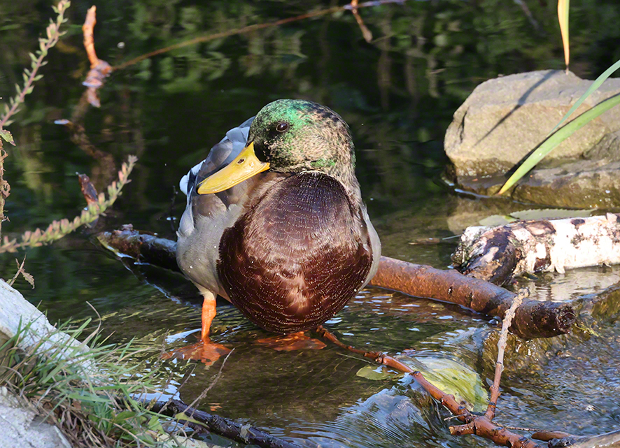 Stockente