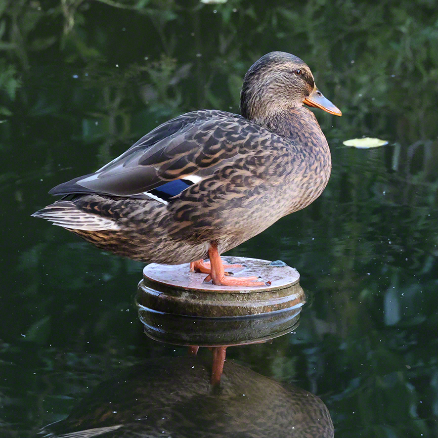 Stockente