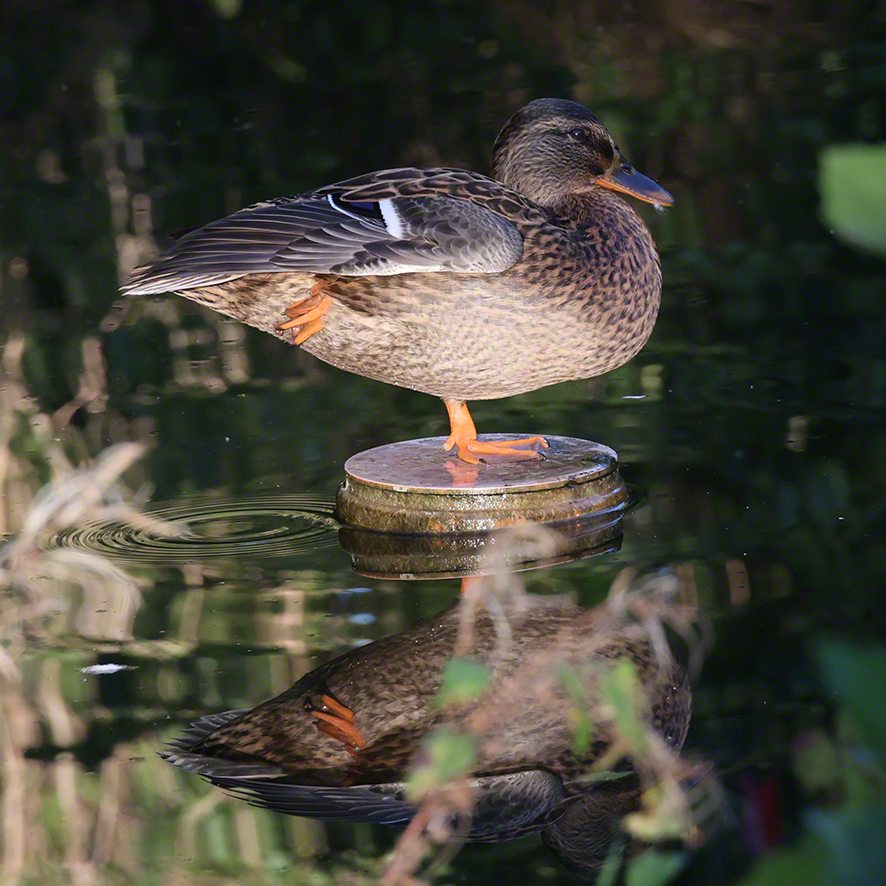 Stockente