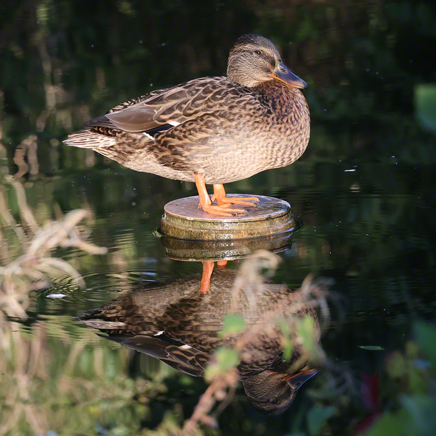 Stockente