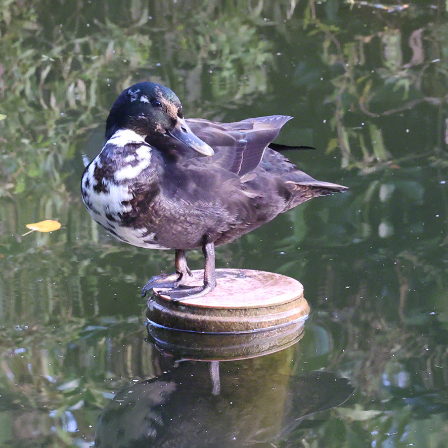 Stockente