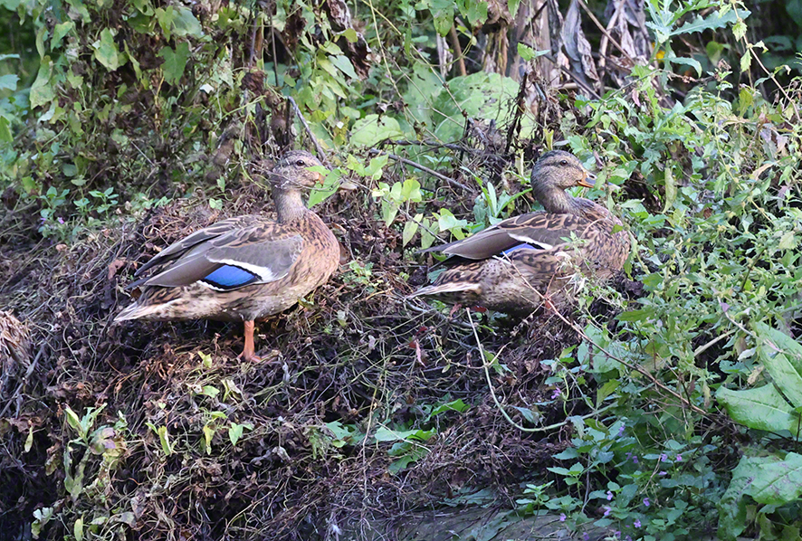Stockente