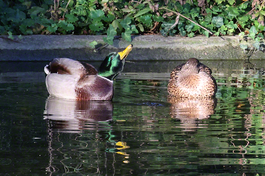 Stockente