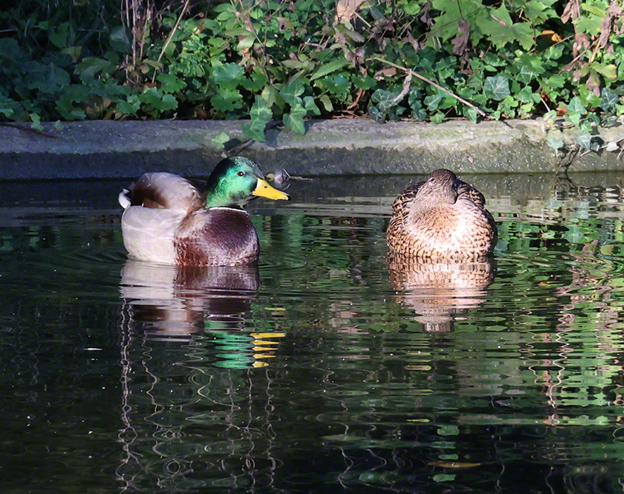 Stockente