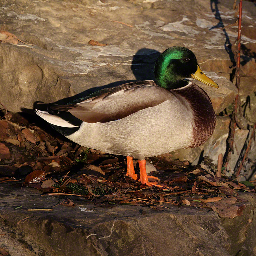 Stockente