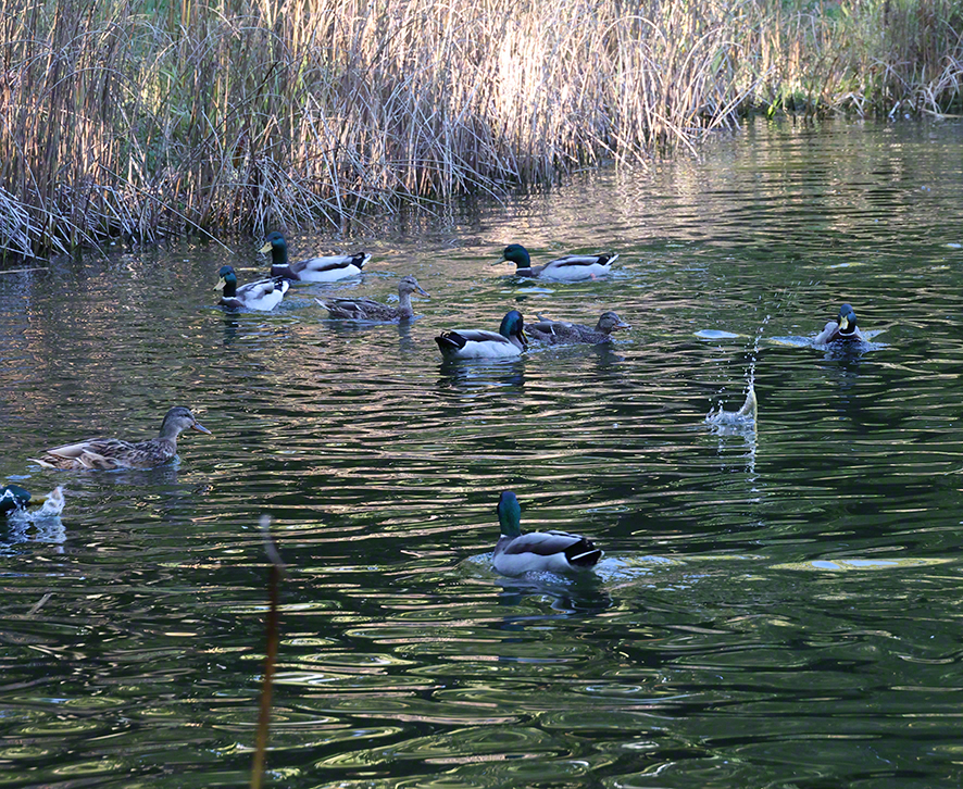 Stockente