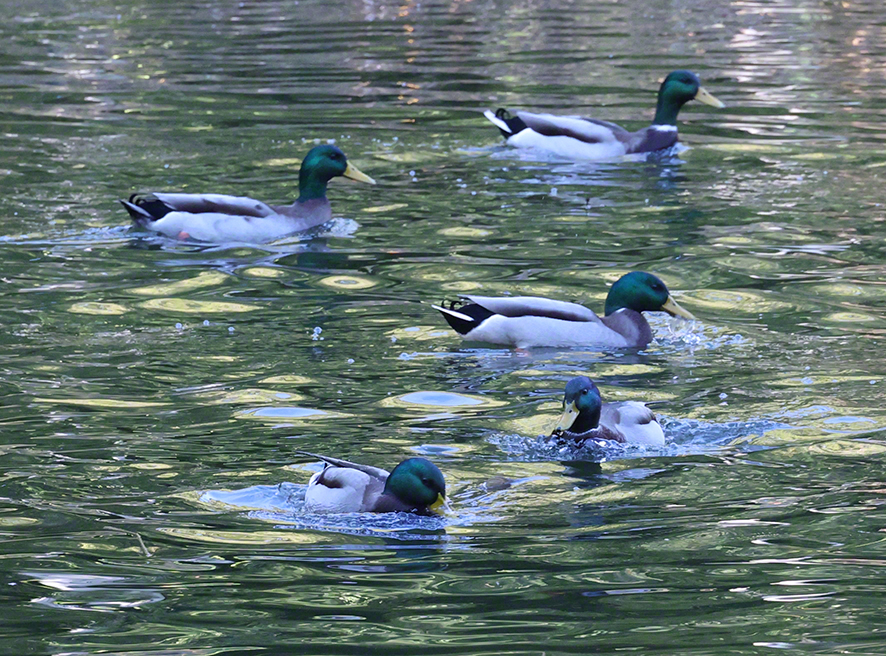 Stockente