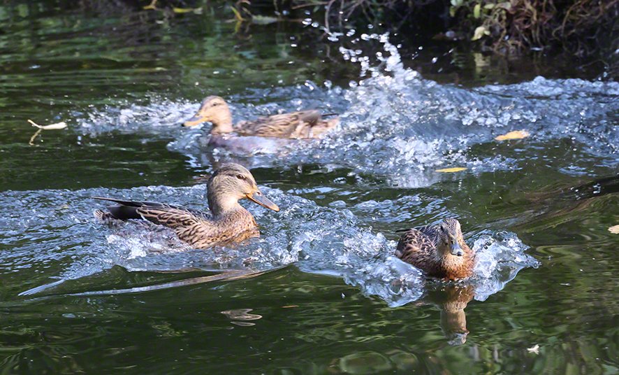 Stockente