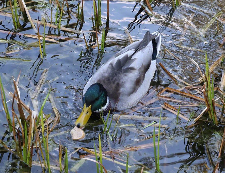 Stockente