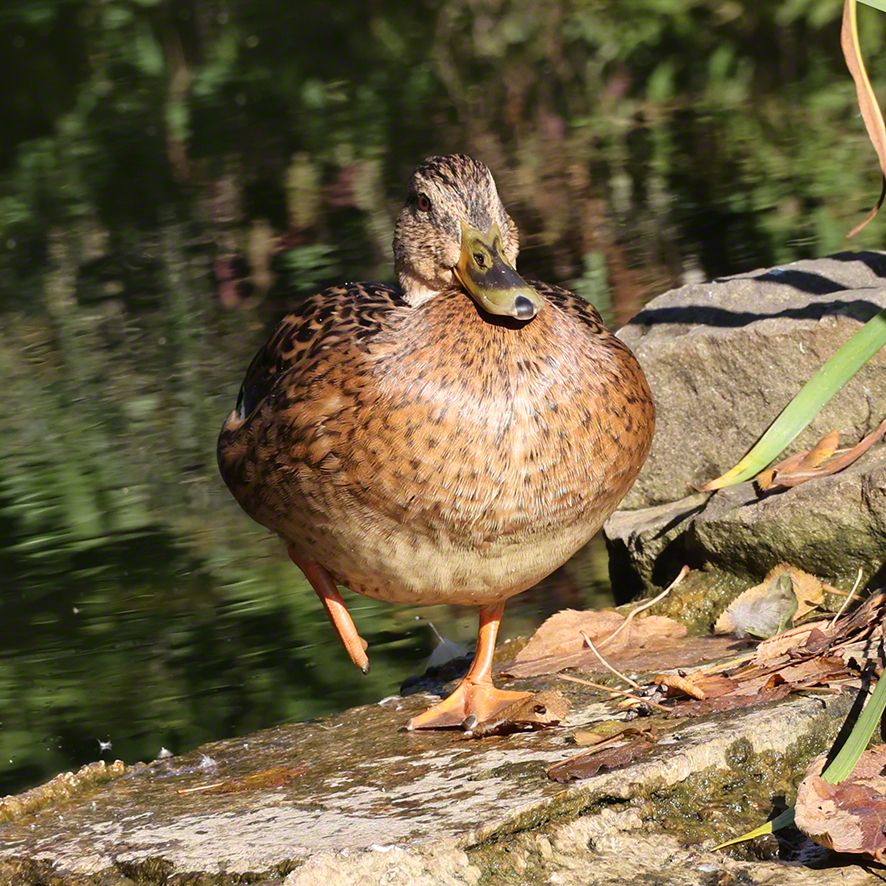 Stockente