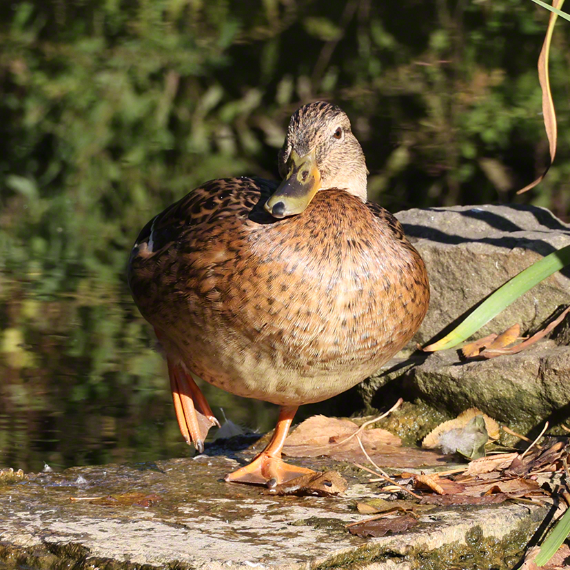 Stockente