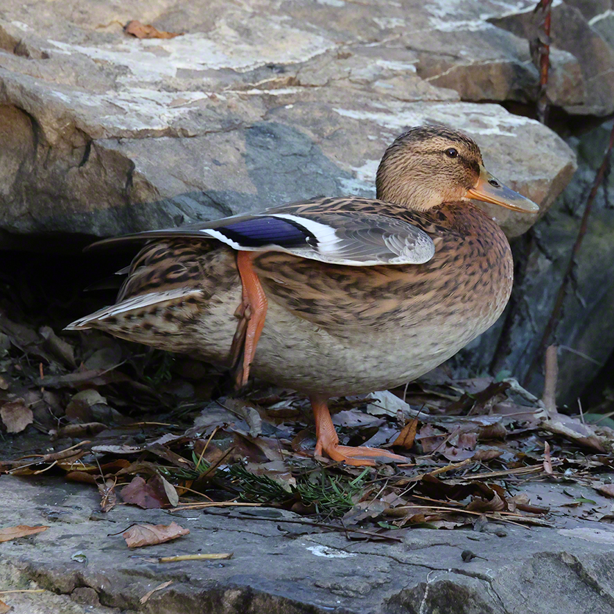 Stockente