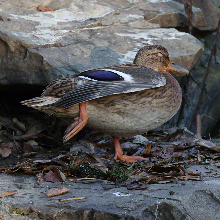 Stockente