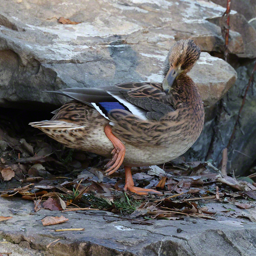 Stockente