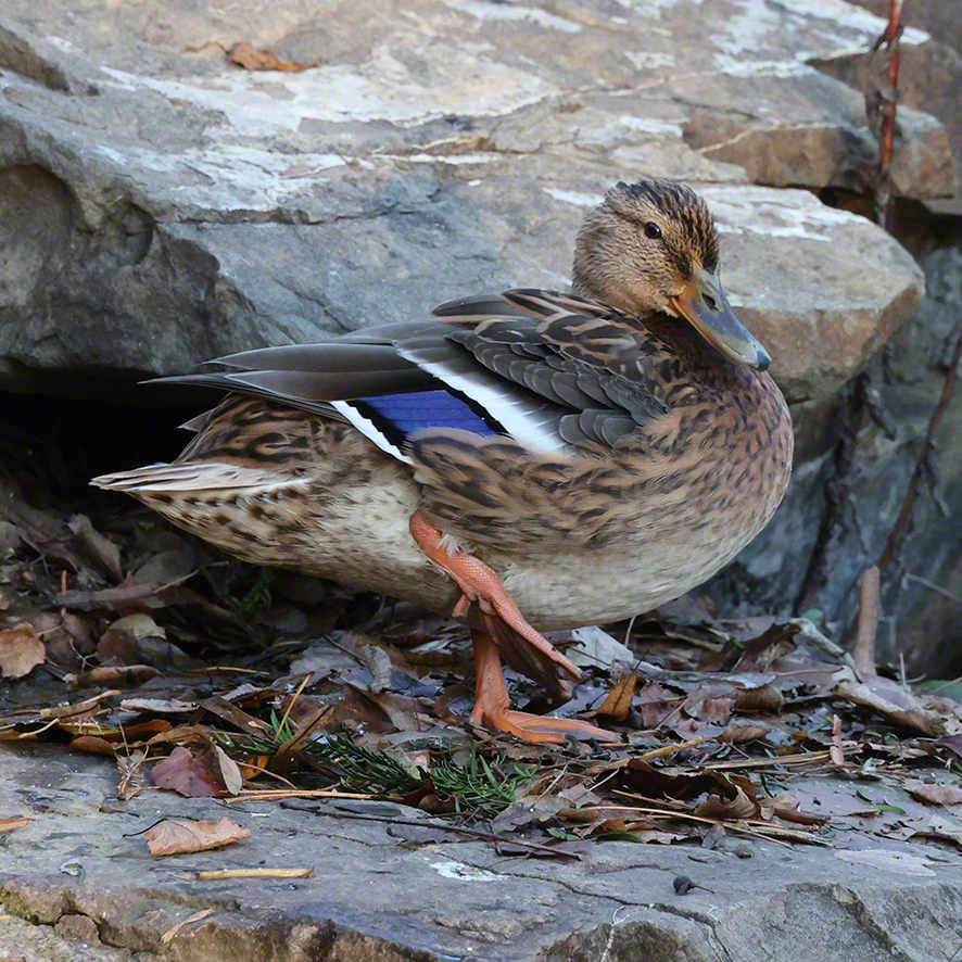 Stockente