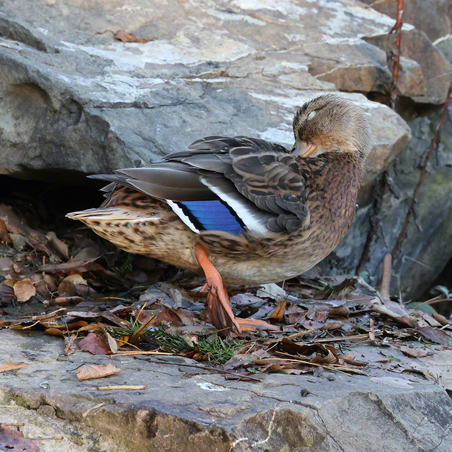 Stockente