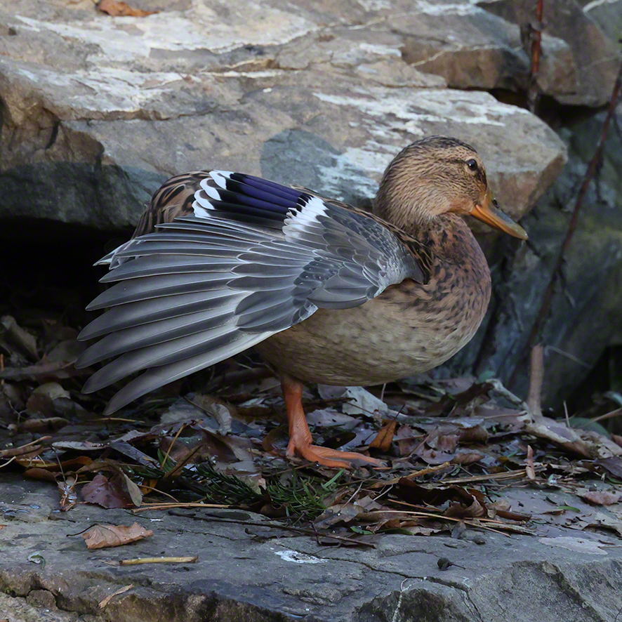 Stockente