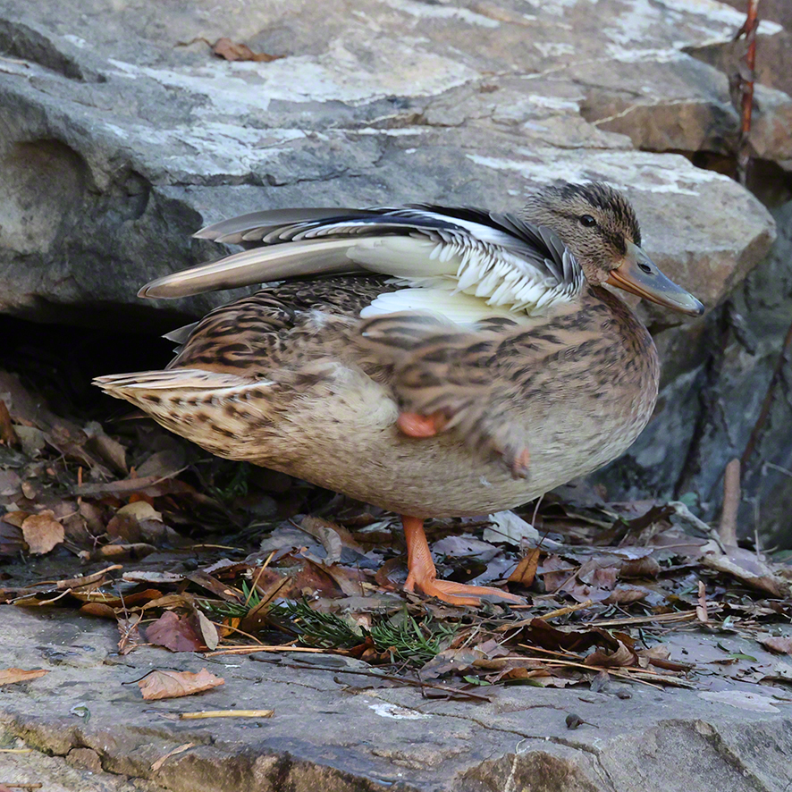 Stockente