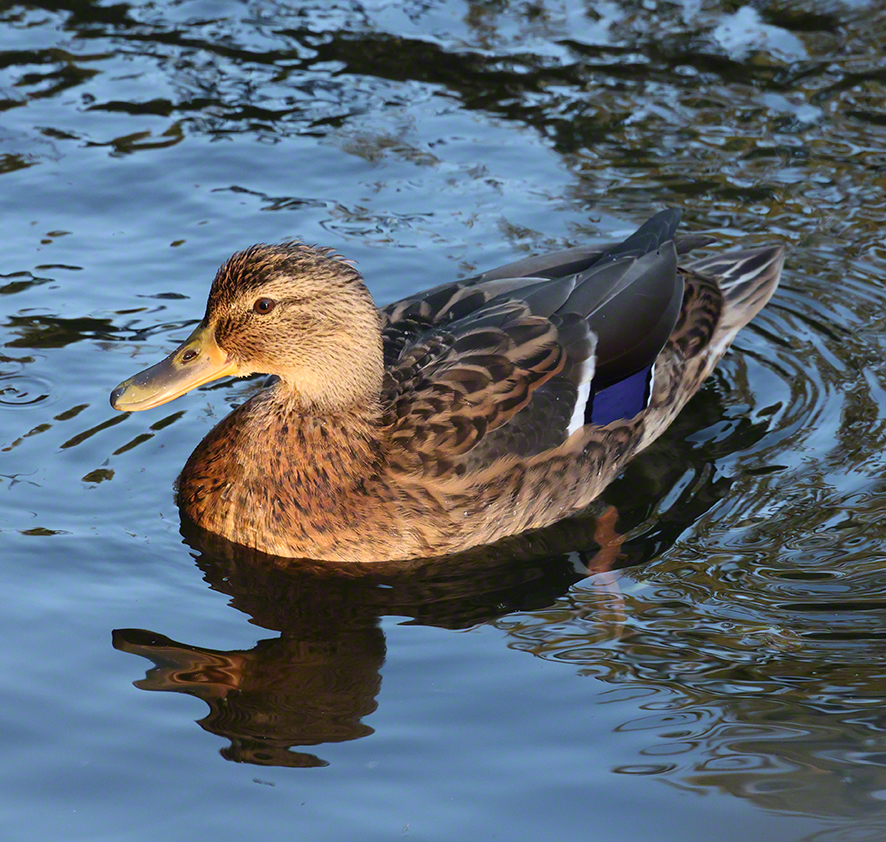 Stockente