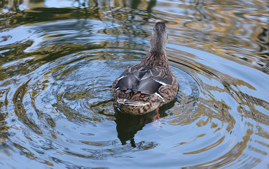 Stockente