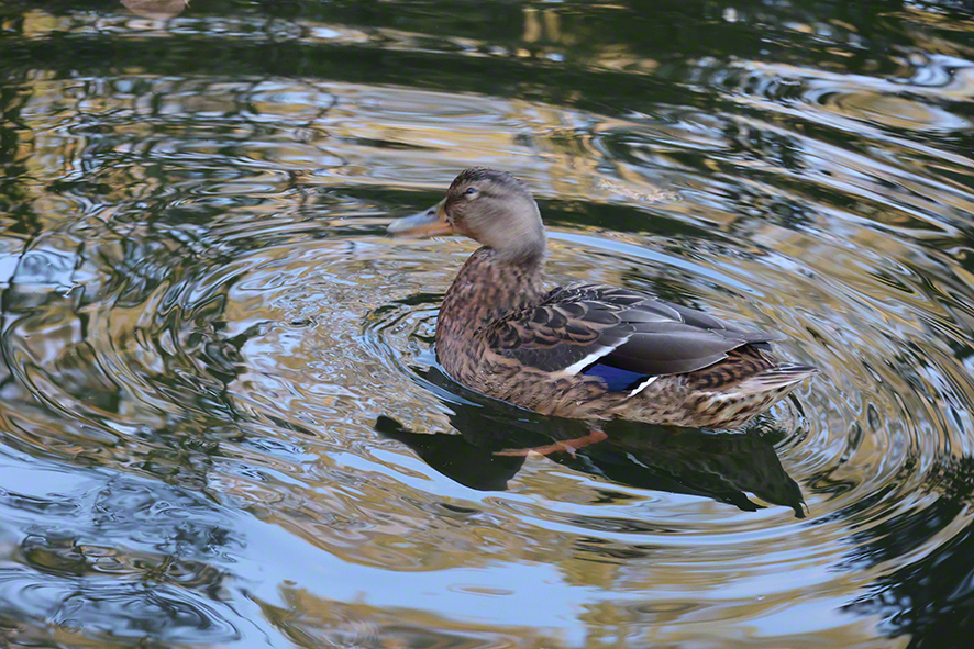 Stockente