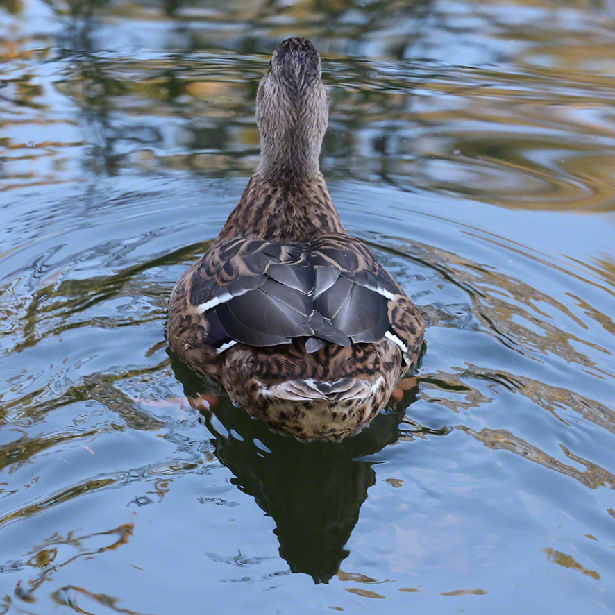 Stockente