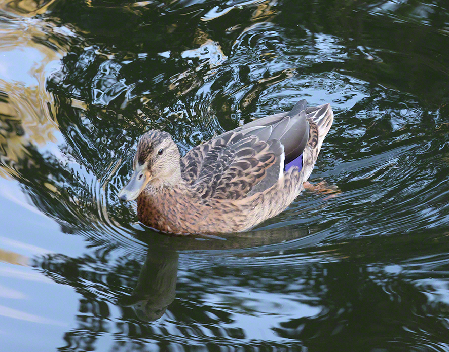 Stockente