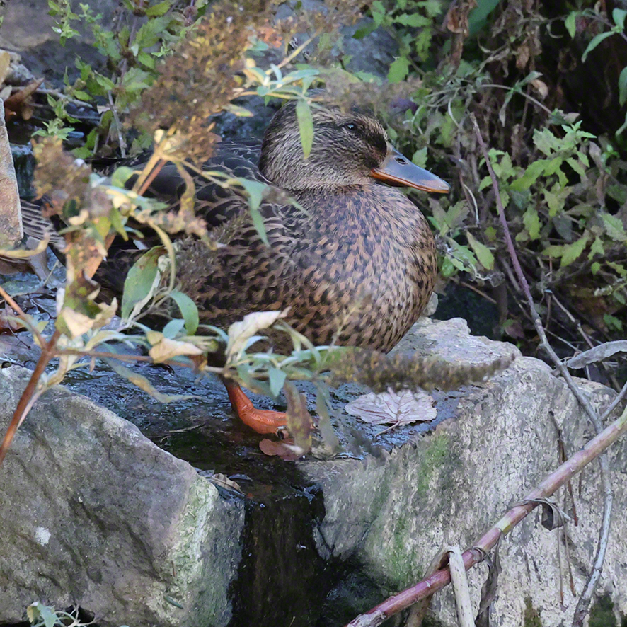 Stockente