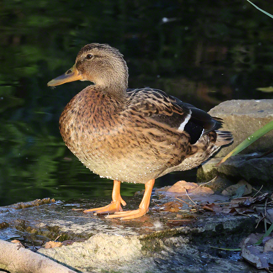 Stockente