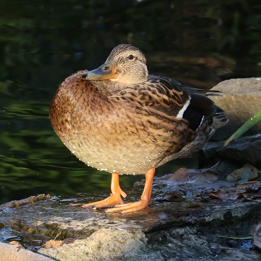 Stockente