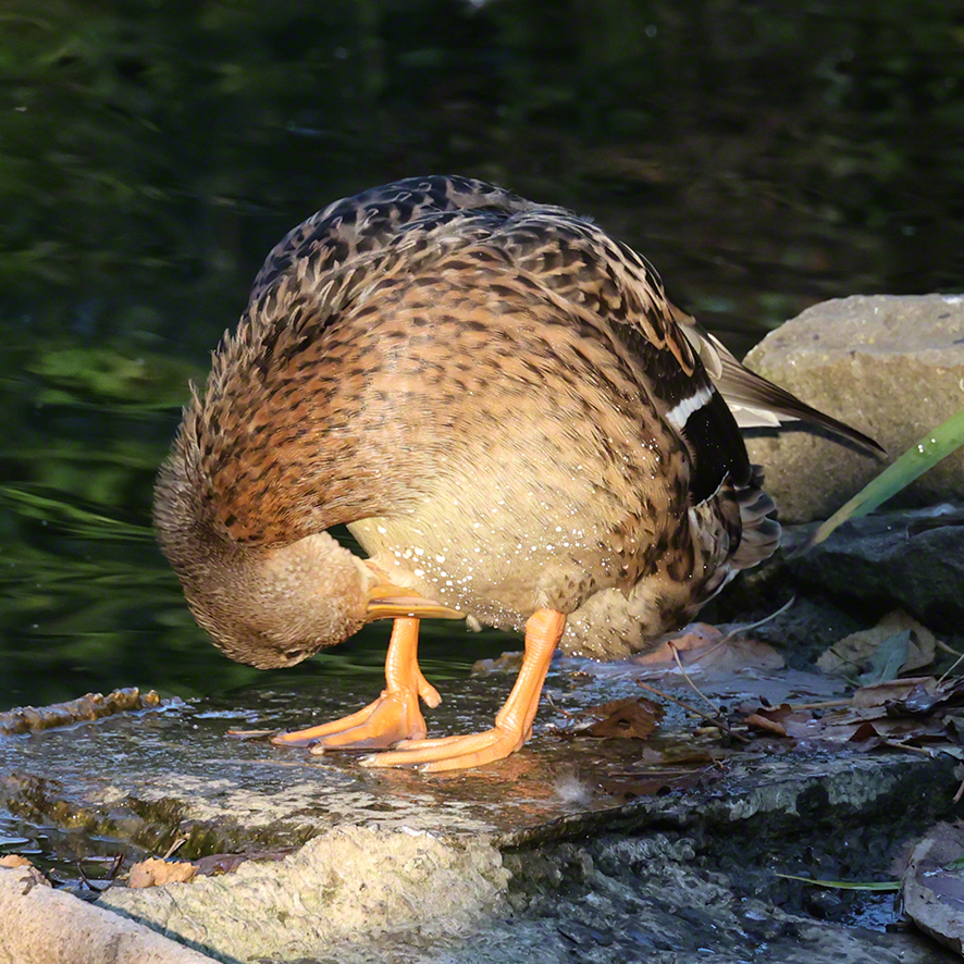 Stockente