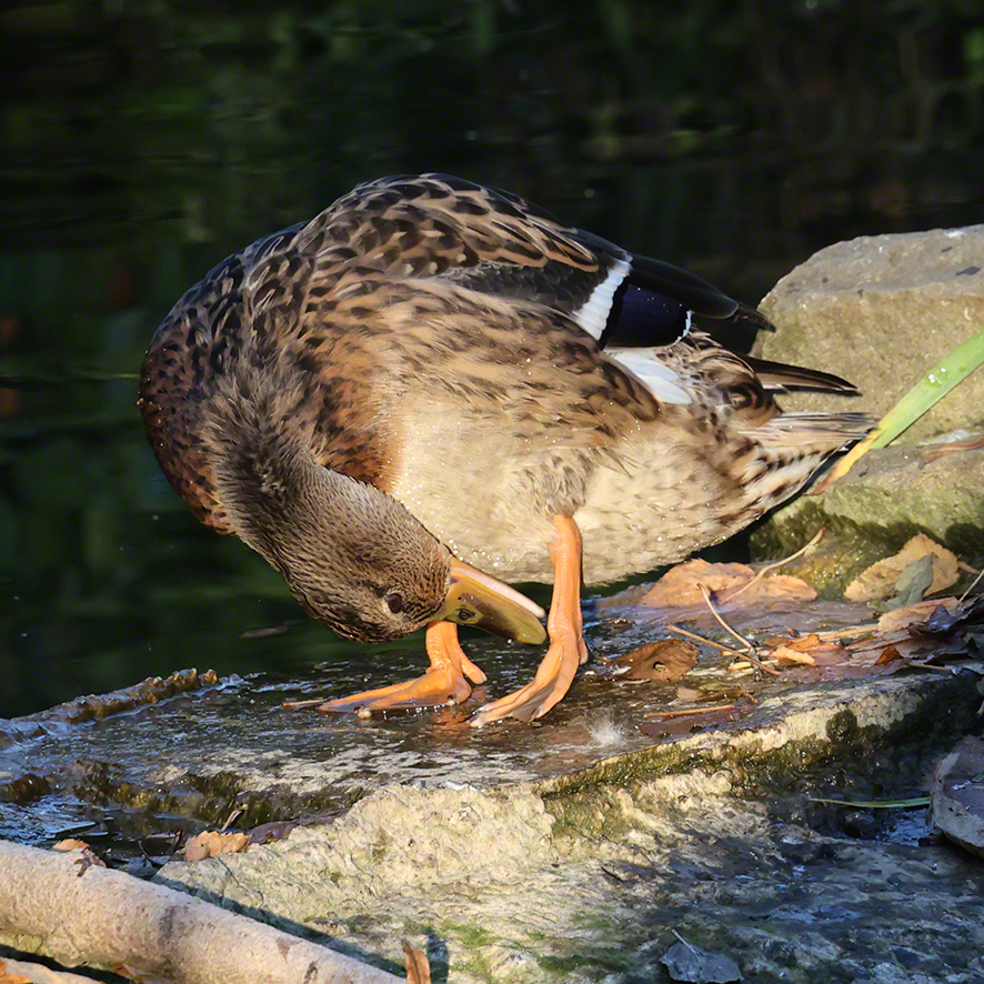 Stockente