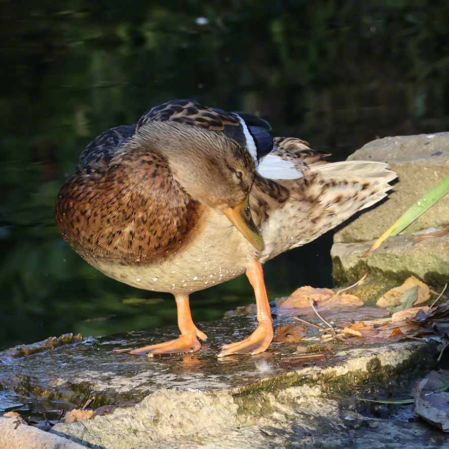 Stockente