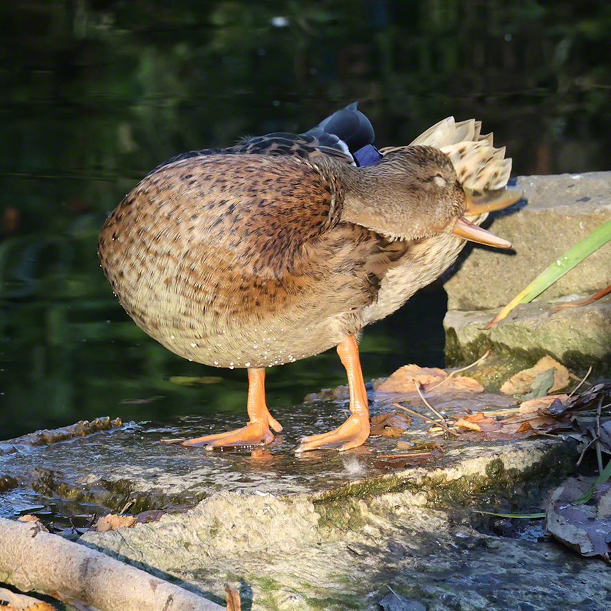 Stockente