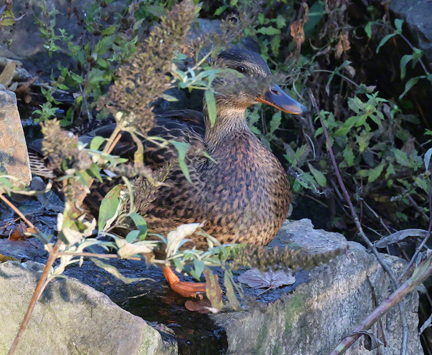 Stockente