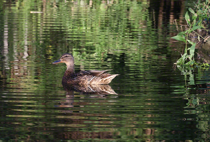 Stockente