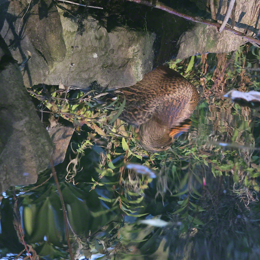Stockente