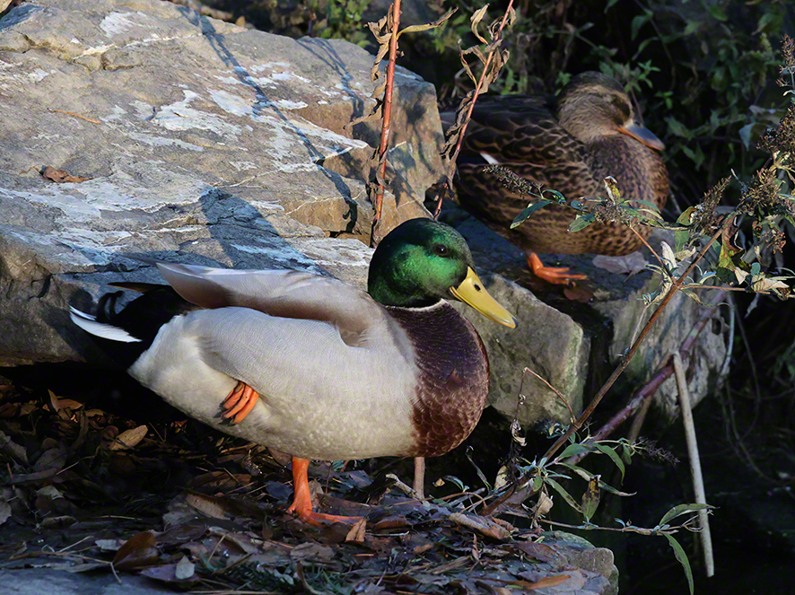 Stockente