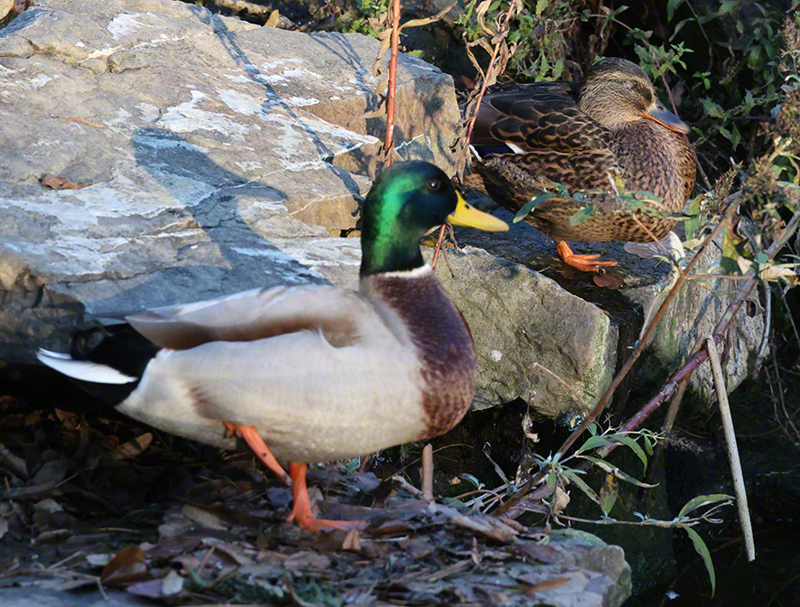 Stockente