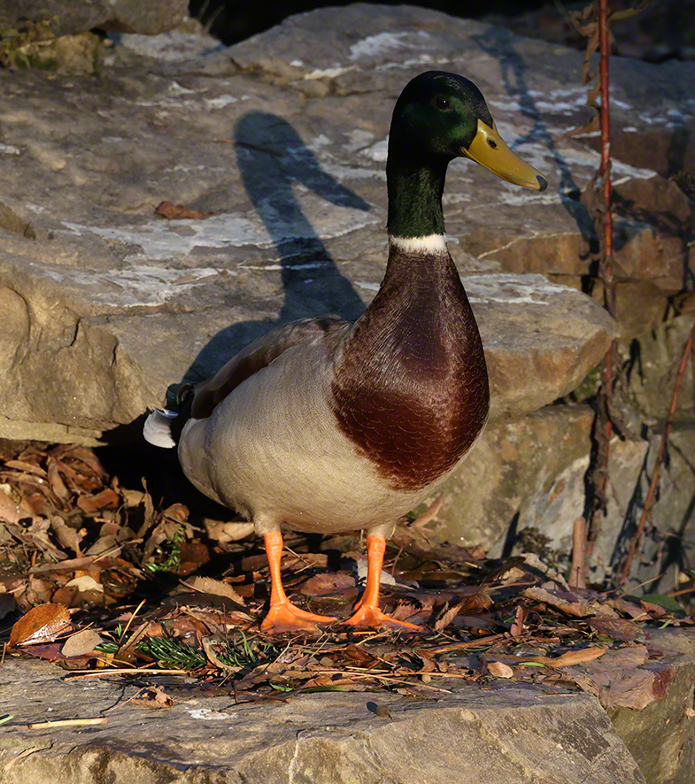 Stockente