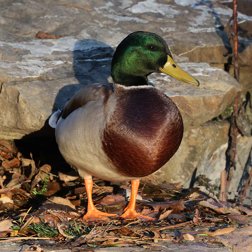 Stockente
