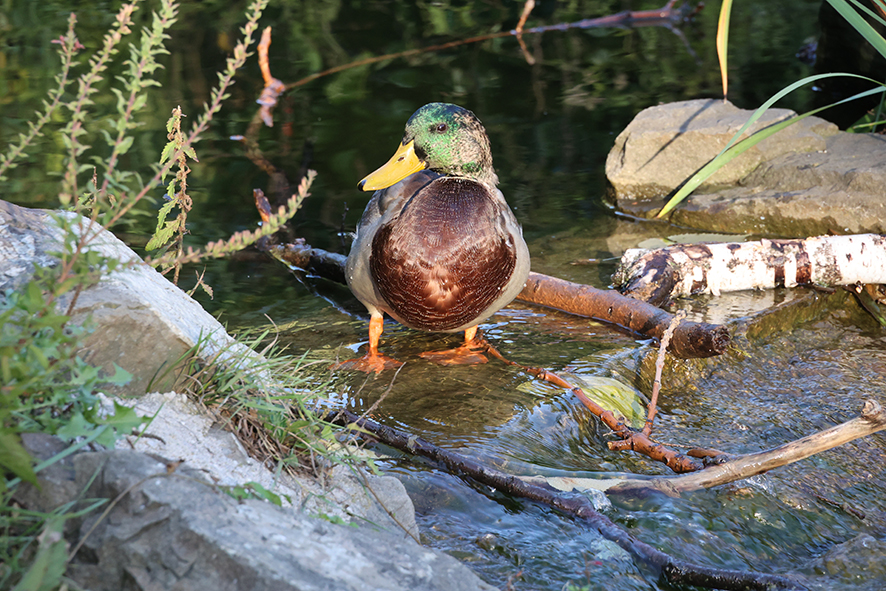 Stockente