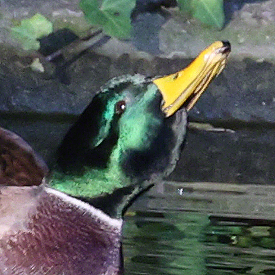 Stockente