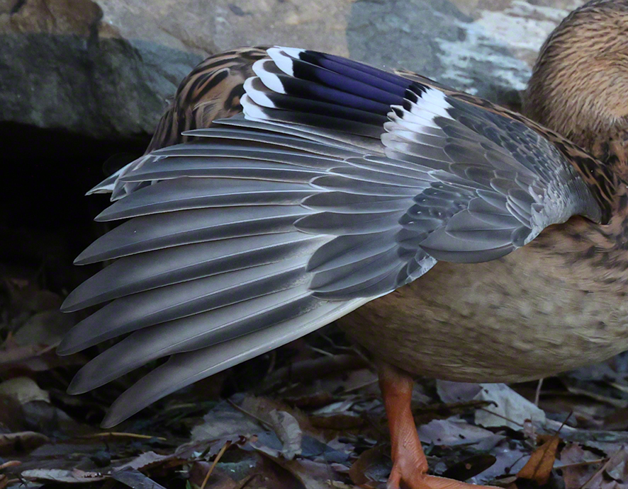 Stockente