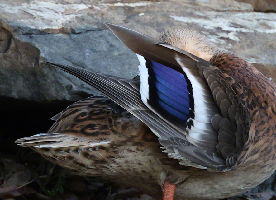 Stockente<