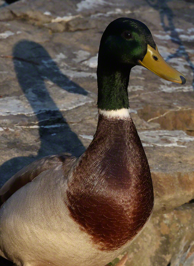 Stockente