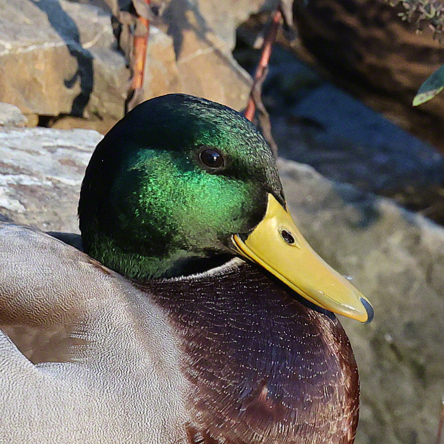 Stockente